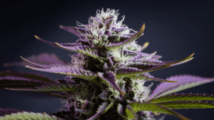 Sour Dies­el for Sleep: Does It Real­ly Help Inso­mnia?