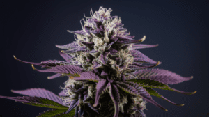 Sour Dies­el Conc­entr­ates: Wax, Shat­ter, and Live Resin