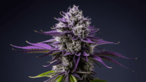 Sour Diesel Terpene Profile: Understanding the Aromatics