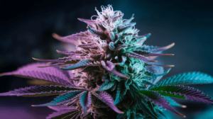 The History of Sour Diesel: Origins and Cultural Impact