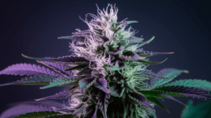 Sour Diesel Concentrates: Wax, Shatter, and Live Resin