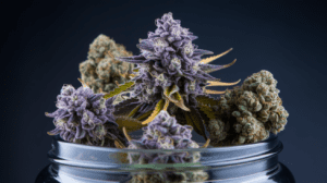 Sour Diesel Growing Tips: Indoor vs Outdoor Cultivation Guide