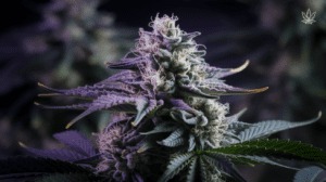 Sour Diesel Consumption Methods: Smoking, Vaping, and Beyond