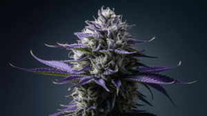 Cooking with Sour Diesel: Edible Recipes and Dosing Guide