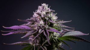 The Complete Sour Diesel Strain Review: Effects, Flavors & Medical Benefits