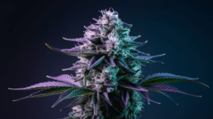 Sour Diesel for Pain Management: User Experiences